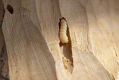 Holz: Lebensraum für diverse Schädlinge 